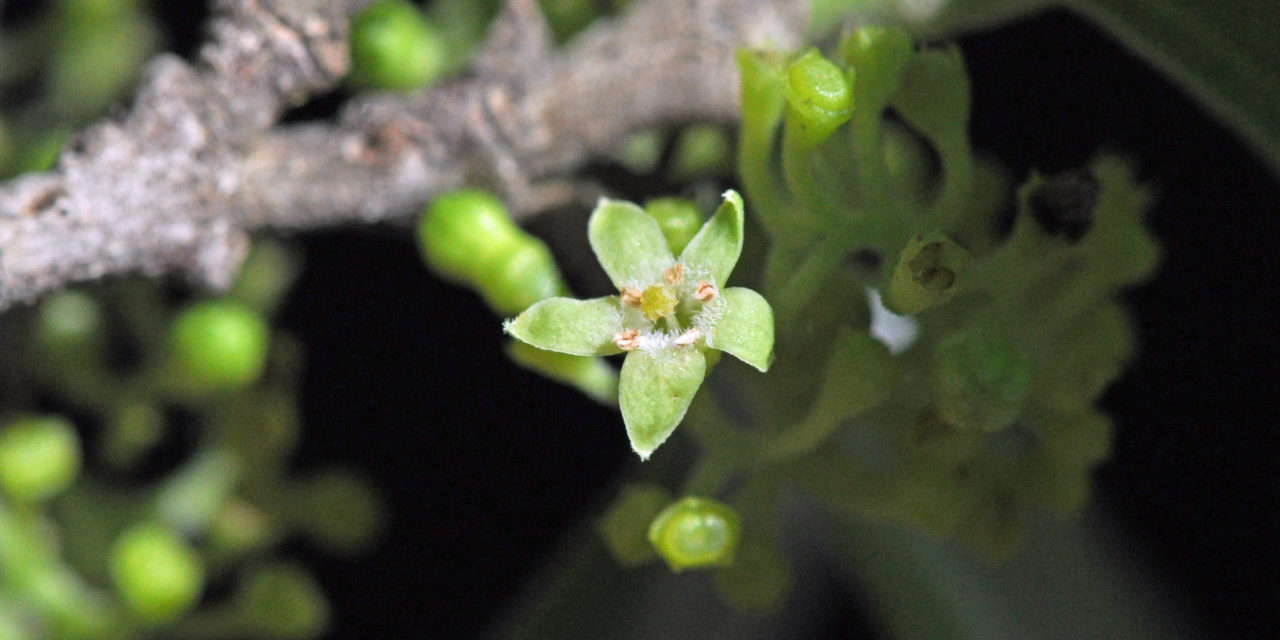 Afrocanthium gilfillanii | Tree SA