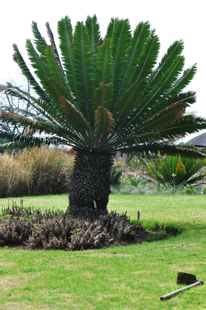 walter-sisulu-botanical-gardens-tree-sa