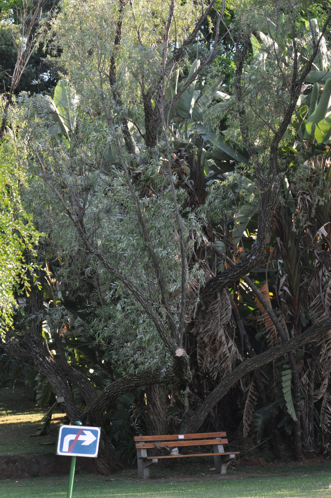 Salix Mucronata Tree SA