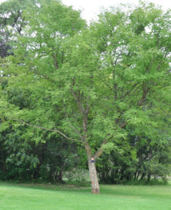 Acacia galpinii, Senegalia galpinii | Tree SA