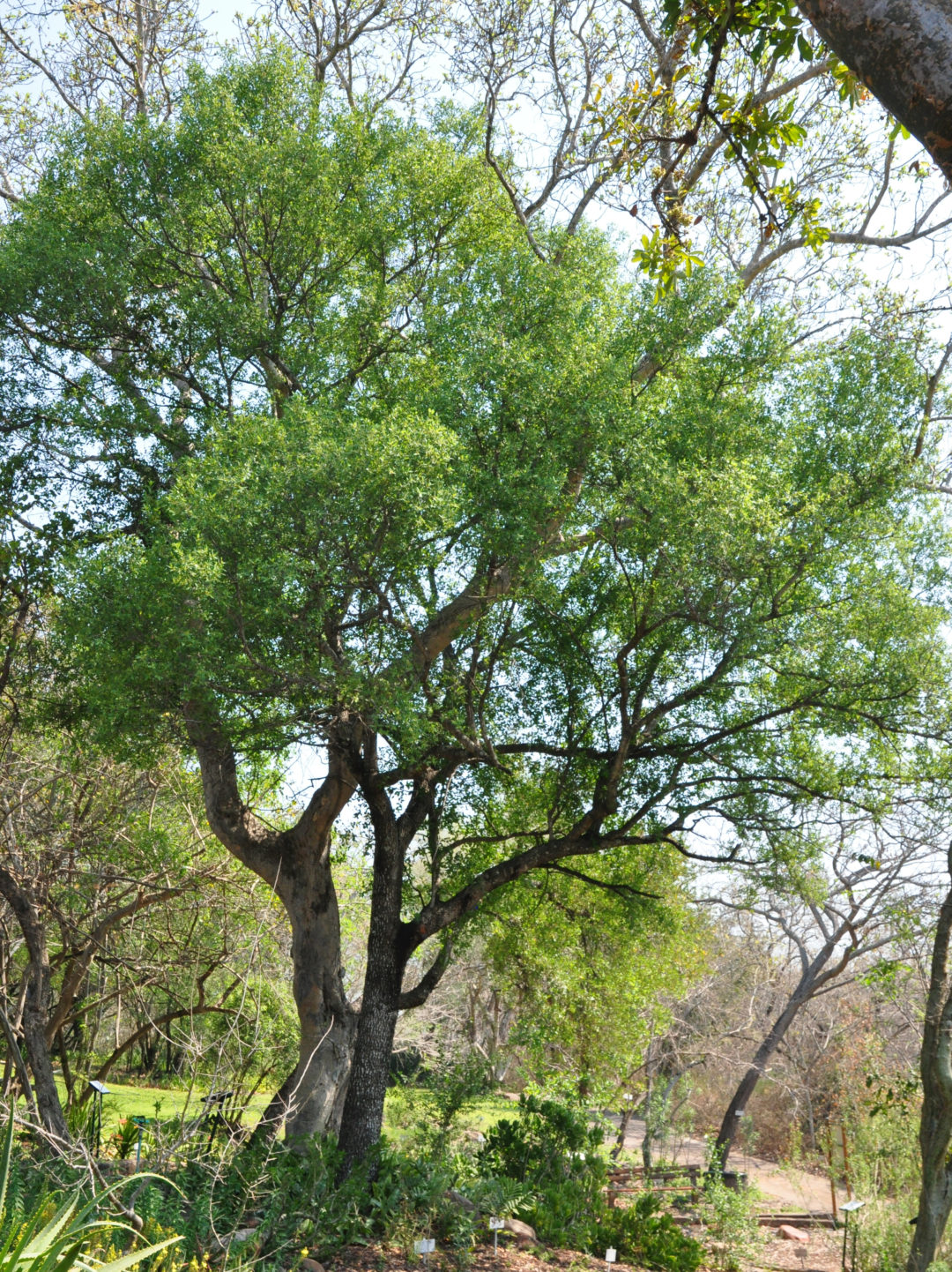 Berchemia zeyheri | Tree SA