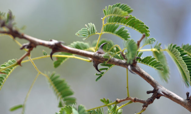 Senegalia erubescens