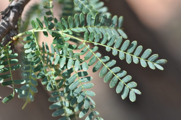 Vachellia robusta | Tree SA