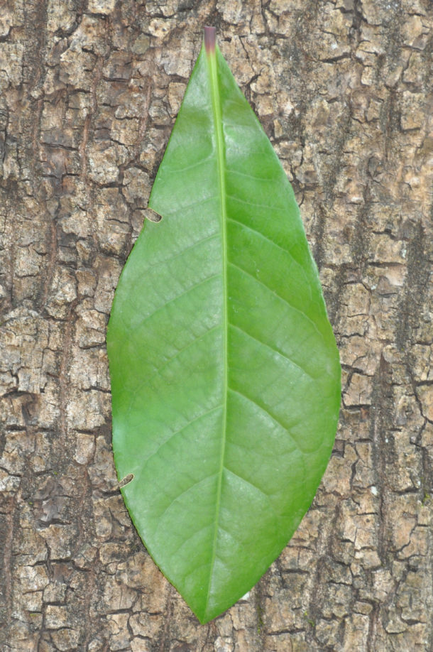 Barringtonia racemosa | Tree SA