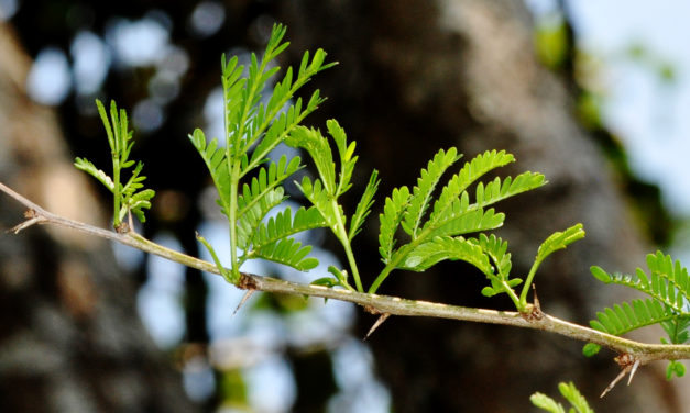 Vachellia kosiensis