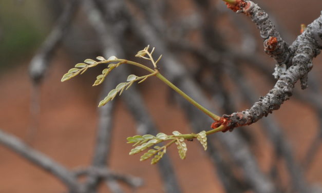 Burkea africana