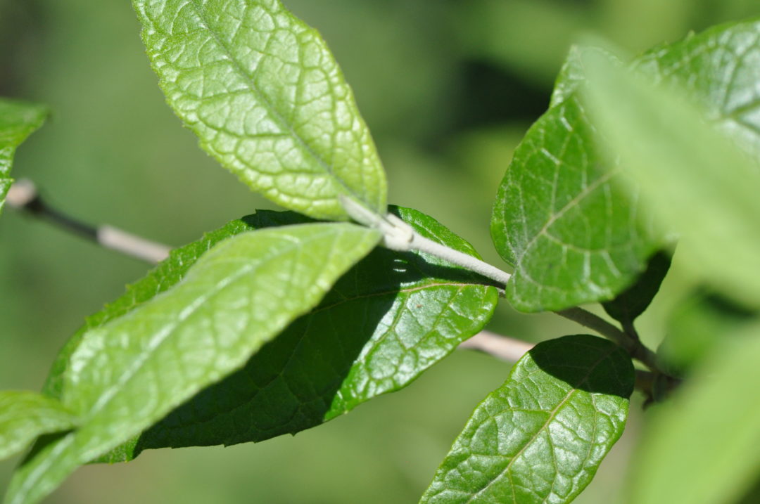 Buddleja auriculata | Tree SA