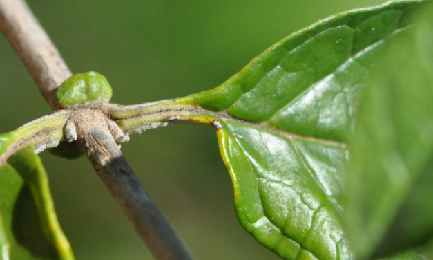 Buddleja auriculata