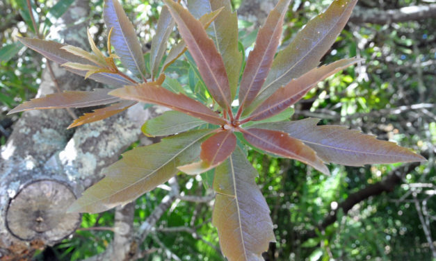 Brabejum stellatifolium