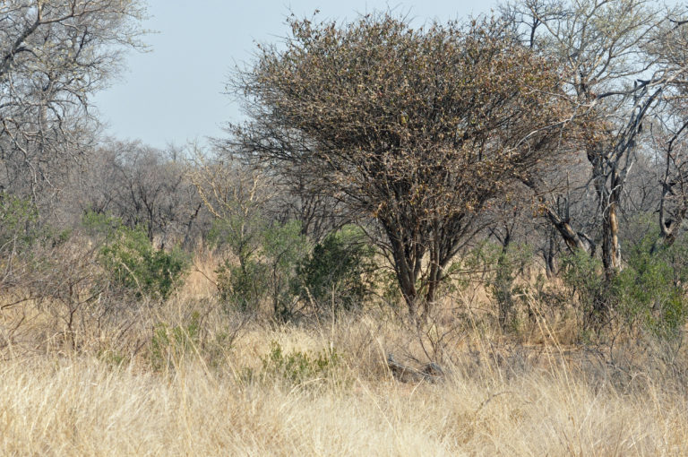 Senegalia mellifera | Tree SA