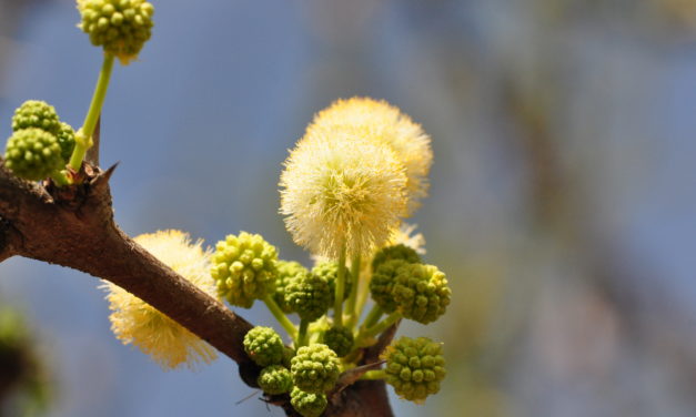 Vachellia robusta