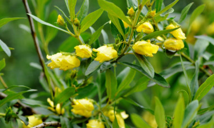 Bowkeria citrina