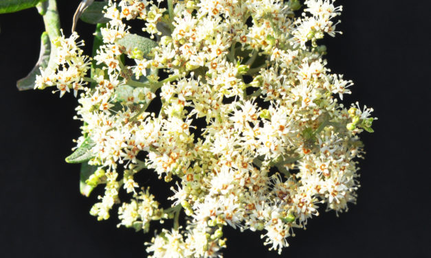 Buddleja saligna