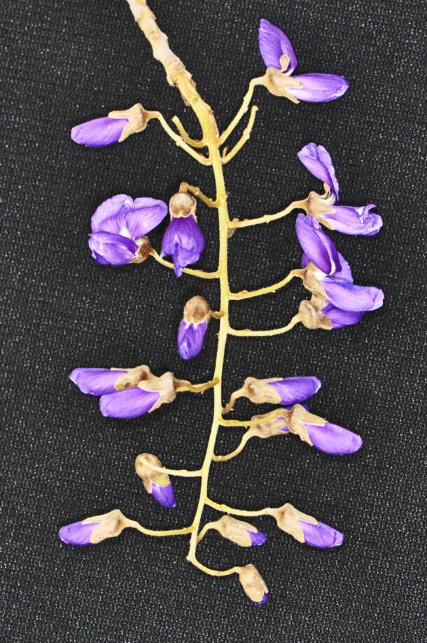 Graines de Bolusanthus speciosus - Glycine arbre - Boutique Végétale Graines de Bolusanthus speciosus - Glycine arbre - Boutique Végétale