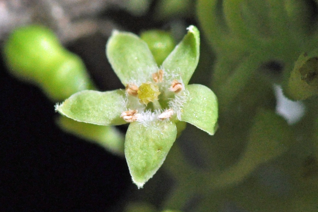 Afrocanthium gilfillanii | Tree SA