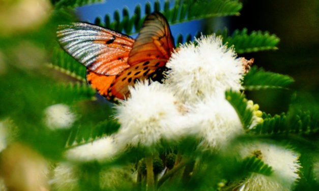 Vachellia gerrardii