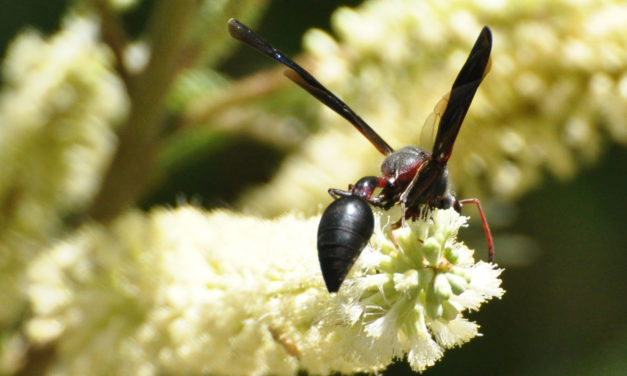 Senegalia polyacantha