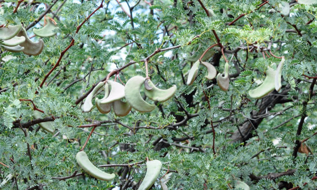 Vachellia erioloba