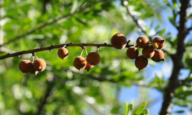 Boscia albitrunca