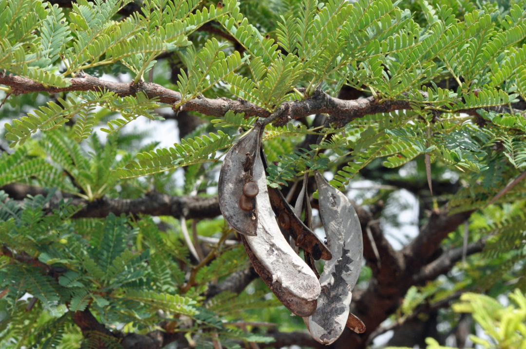 Vachellia robusta | Tree SA