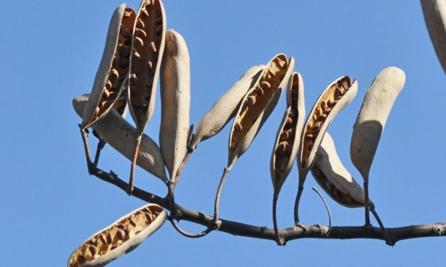 Vachellia hebeclada