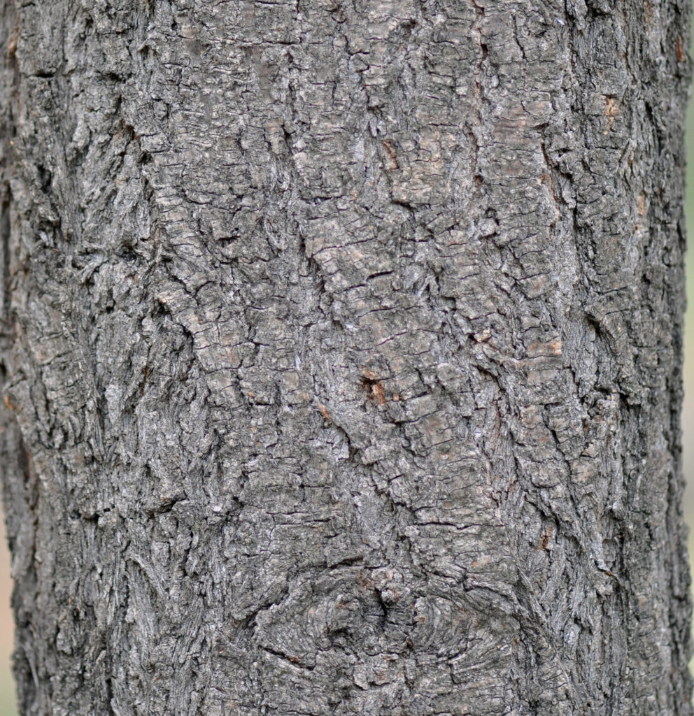 Acacia tortilis, Vachellia tortilis | Tree SA