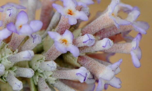 Buddleja salviifolia