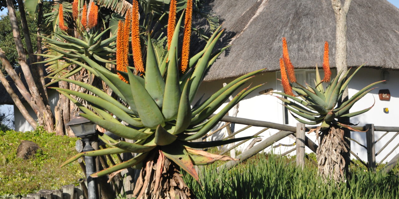 Aloe ferox