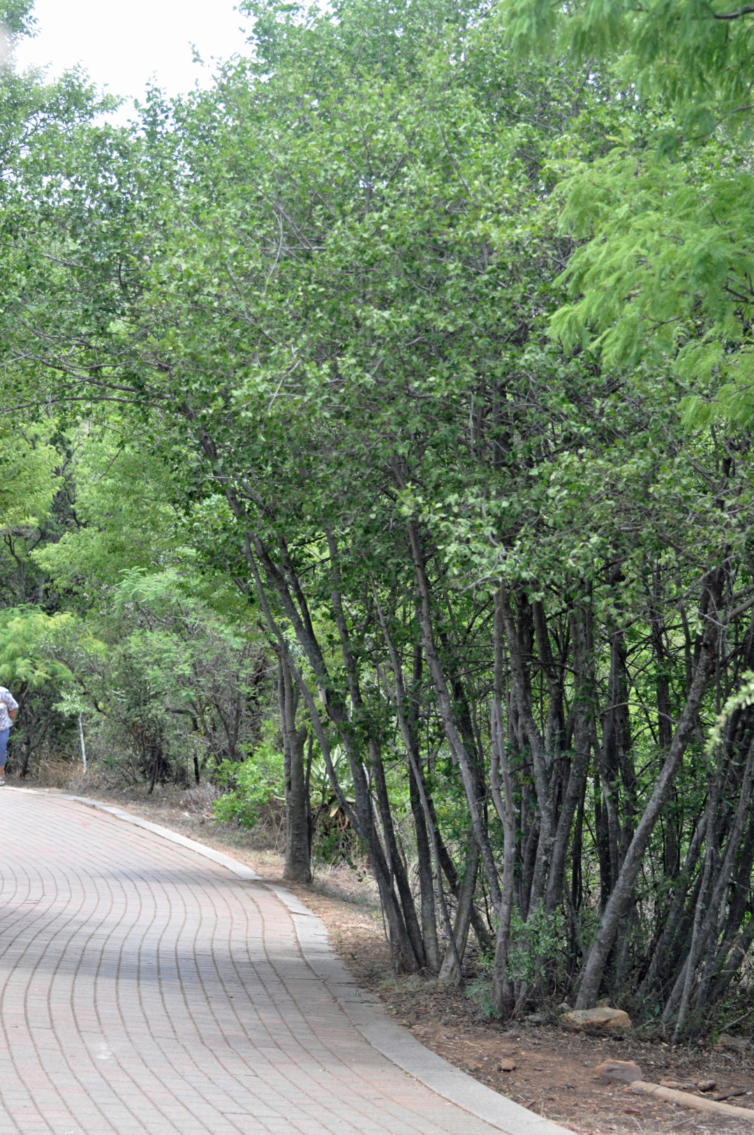 Afrocanthium gilfillanii | Tree SA