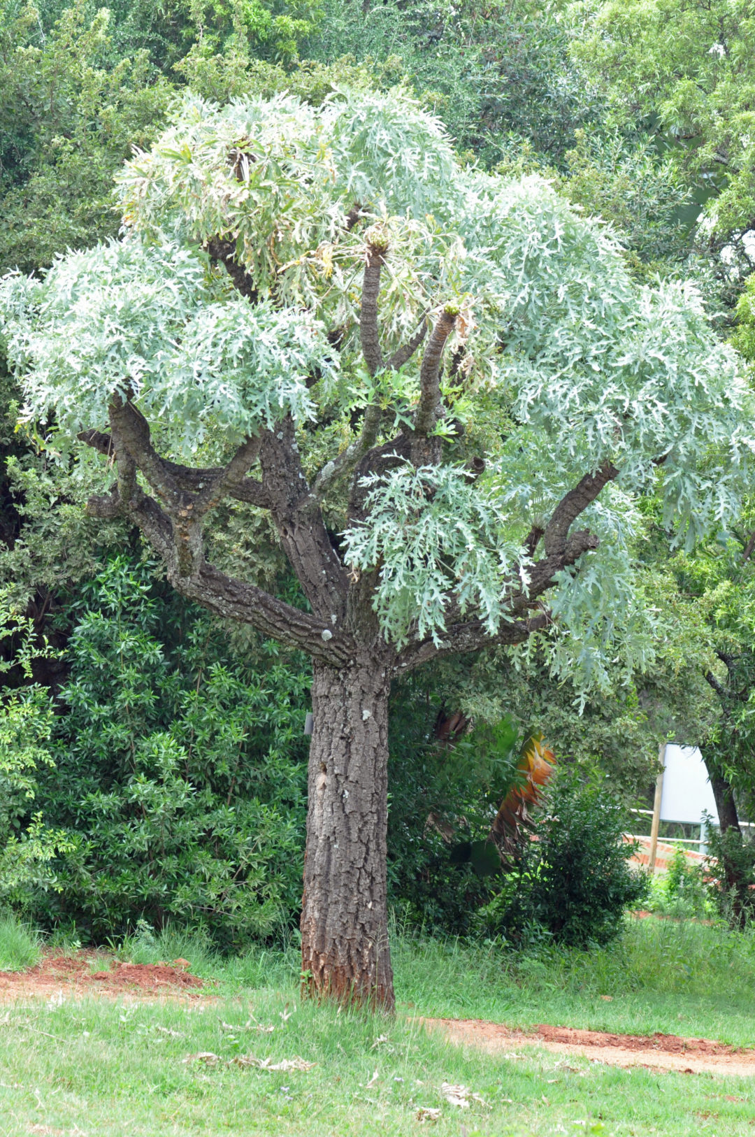 Cussonia paniculata | Tree SA