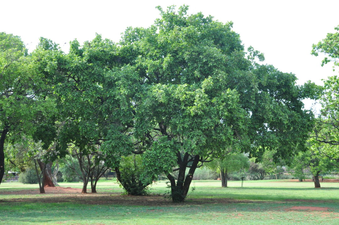 Combretum molle | Tree SA