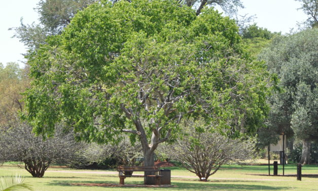 Celtis africana