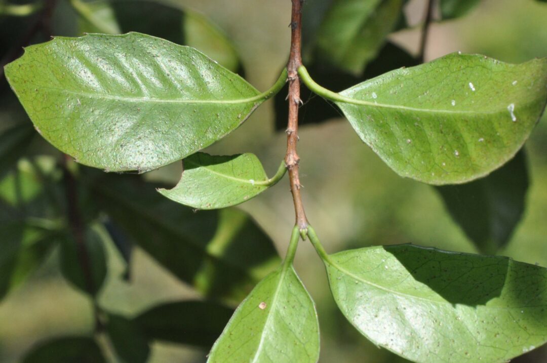 Elaeodendron croceum | Tree SA