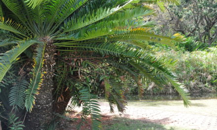 Encephalartos altensteinii.