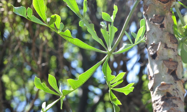 Cussonia transvaalensis