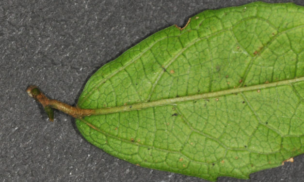 Celtis mildbraedii