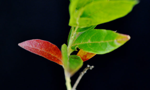 Combretum erythrophyllum