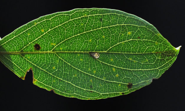 Combretum apiculatum