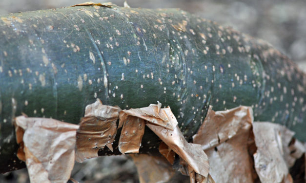 Commiphora harveyi