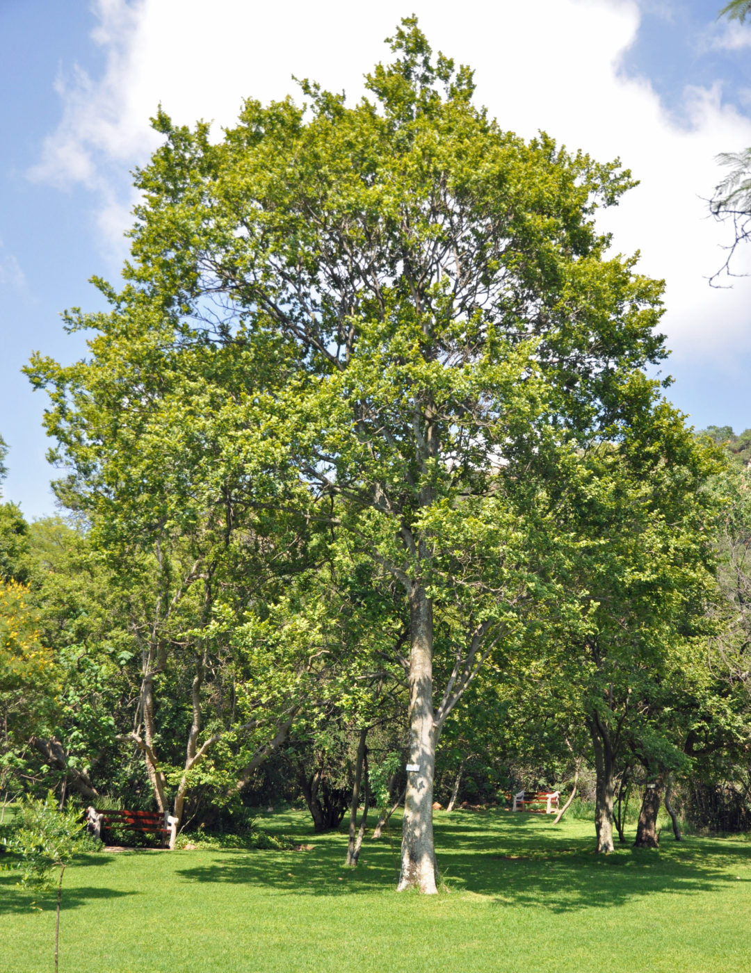 Celtis africana | Tree SA