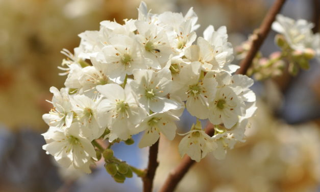 Dombeya rotundifolia