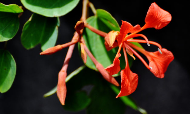 Bauhinia galpinii