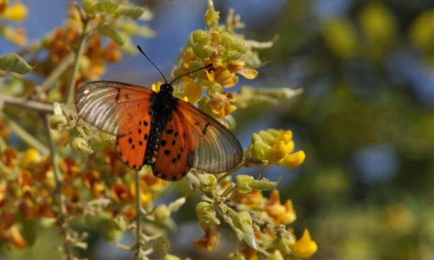 Calpurnia sericea