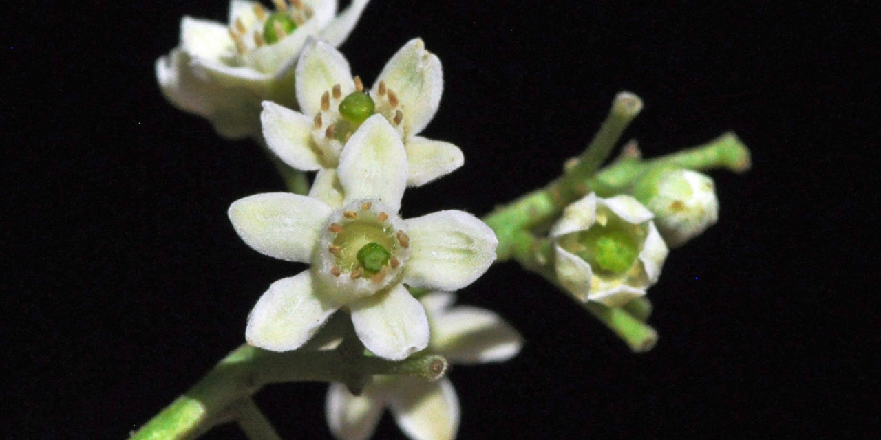 Ekebergia Capensis Tree SA