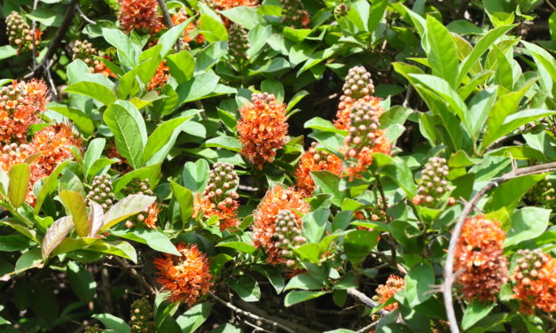 Combretum bracteosum