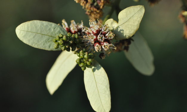 Combretum kraussii