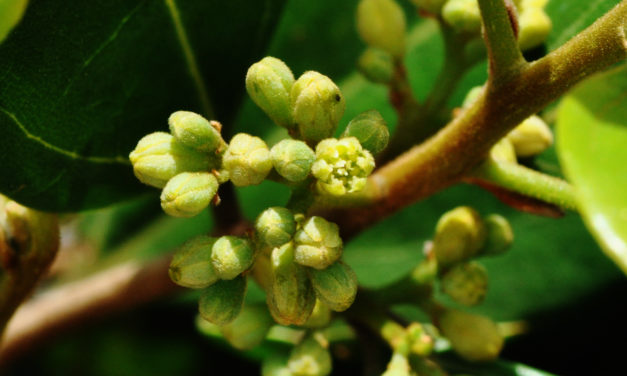 Cryptocarya latifolia