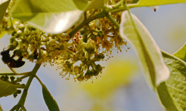 Combretum collinum