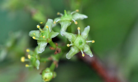Elaeodendron croceum