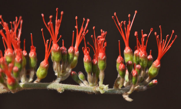 Combretum microphyllum